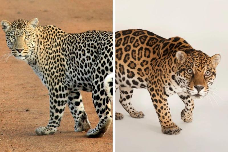 Leopards are large and predatory felines found throughout much of Africa and parts of Asia. They are members of the Panthera genus, including lions, tigers, and jaguars.