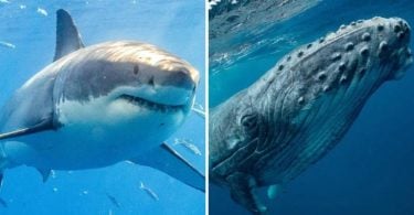 Difference Between Sharks and Whales