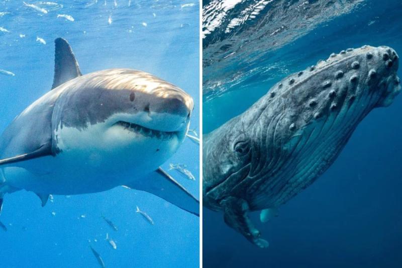 Difference Between Sharks and Whales