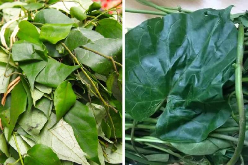 Difference Between Utazi Leaf and Uziza Leaf