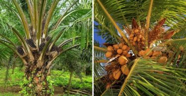 Difference Between Coconut Tree and Palm Tree