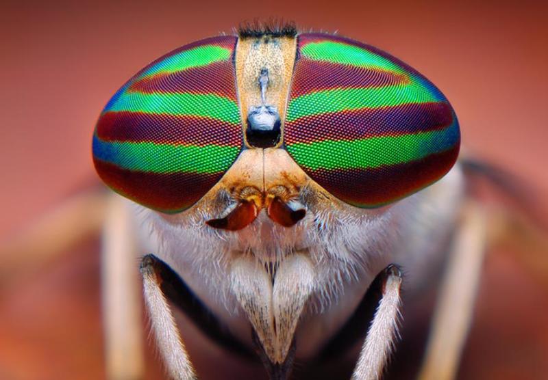 Difference Between Compound Eyes and Simple Eyes