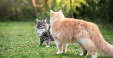 Cats are known to be beautiful and devilish-looking buddy animals of man. The connection between cats with humans records back more than 9,000 decades ago.