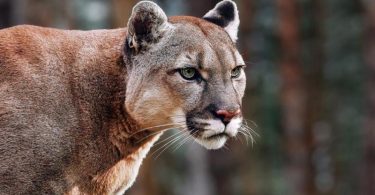 Mountain lions and panthers are fascinating carnivores of the family known as Felidae. Hence, the color of the body is the most intriguing character to explain, outside the carnivores' patterns and the terrifying howls.