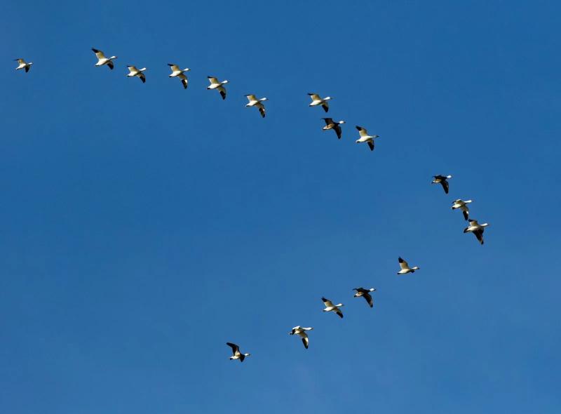 Just like the term implies, this article would be more of an inventory of names of bird species. However, it would not be because migratory and resident birds are the most essential and fascinating ecological niches. Since they can soar through the air, they cannot be prevented from overthrowing any spot on Earth. Migratory birds have demonstrated their capabilities to journey through the universe. On the contrary, resident birds have been fit to endure without roaming through the permanent universe. Migratory birds and resident birds both have been fit to prevail but differently. These are the dissimilarities between them, and those are essential to figure out. This article intends to examine those significant differences in brief.