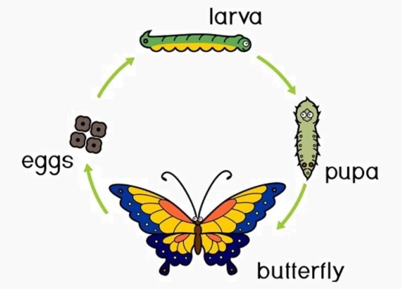 The significant difference between complete and incomplete metamorphosis indicates that incomplete metamorphosis possesses shapes corresponding with the mature state during the typical formulation.
