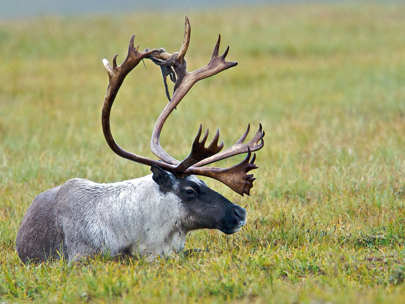 A definitive knowledge concerning caribou and deer would be reasonable to extricate or get free of several common errors individuals commit, primarily in describing these animals. Deer and caribou are well-known mammals with talons. Hence, there are apparent differences between deer and caribou in their geographical diffusion, assortment, and natural features. This article aims to offer more knowledge on their features individually and underline their differences.
