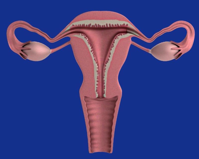 The significant difference between prolapsed bladder and prolapsed uterus indicates that prolapsed bladder is a medical disorder whereby the bladder droops downward. In contrast, the prolapsed uterus is a medical disorder whereby the uterus droops downwards. The pelvic floor ailment is a regular disorder that equivalently influences males and females of every age. Hence, it has been declared that 23.7 percent of females go through pelvic floor ailments, including urinary incontinence and pelvic organ prolapse, known as (POP). A pelvic prolapse is known as the sliding down or forward of a region of the pelvic organ. As such, prolapse bladder and prolapse uterus are two varied kinds of pelvic organ prolapse.